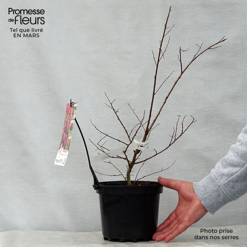 Lagerstroemia indica Monsoon - Crape Myrtle 3L/4L pot sample as delivered in spring