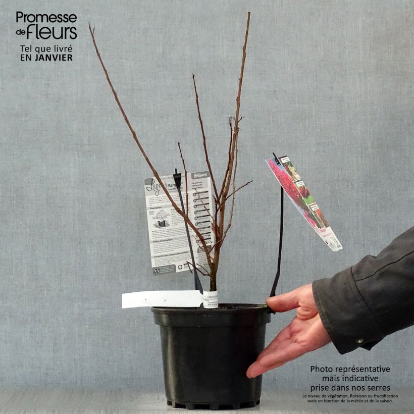Lagerstroemia indica Margaux - Crape Myrtle 3L/4L pot sample as delivered in winter