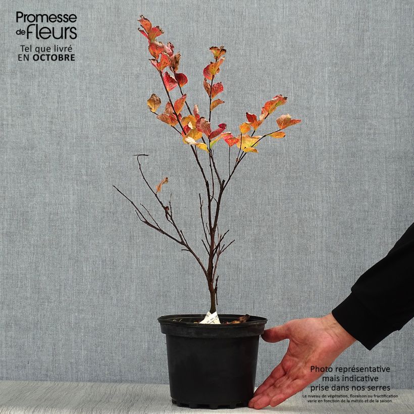 Lagerstroemia indica Margaux - Crape Myrtle 3L/4L pot sample as delivered in autumn