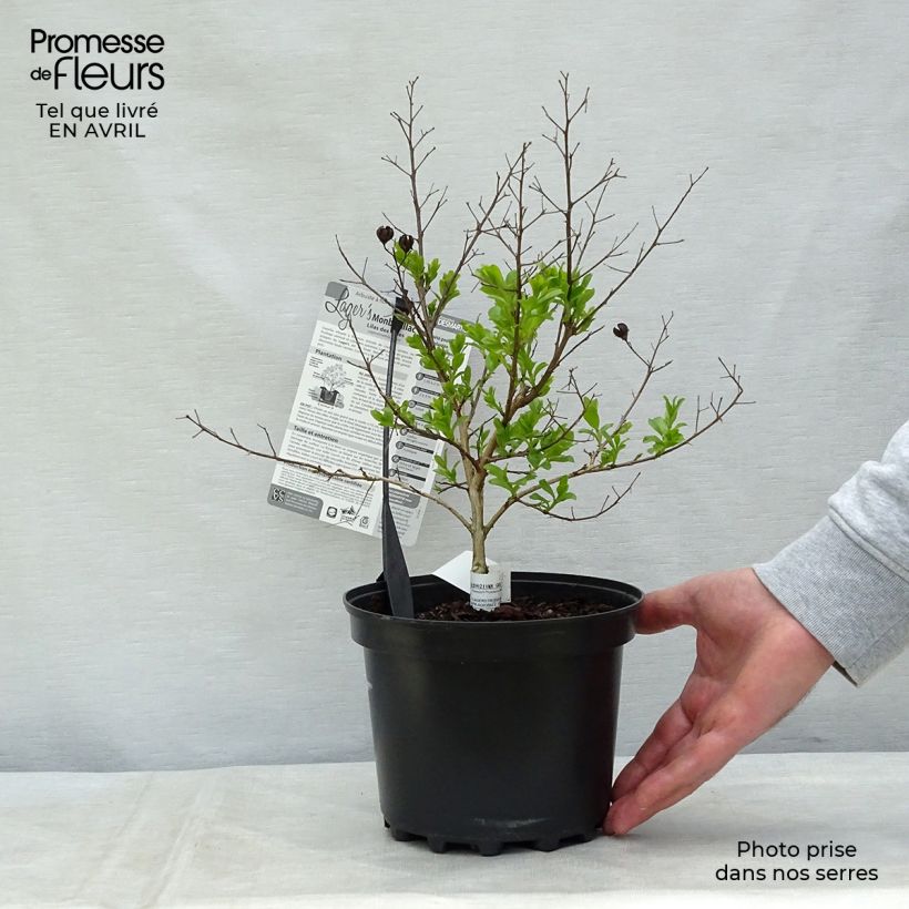 Lagerstroemia indica Monbazillac - Crape Myrtle 3L/4L pot, Bush sample as delivered in spring