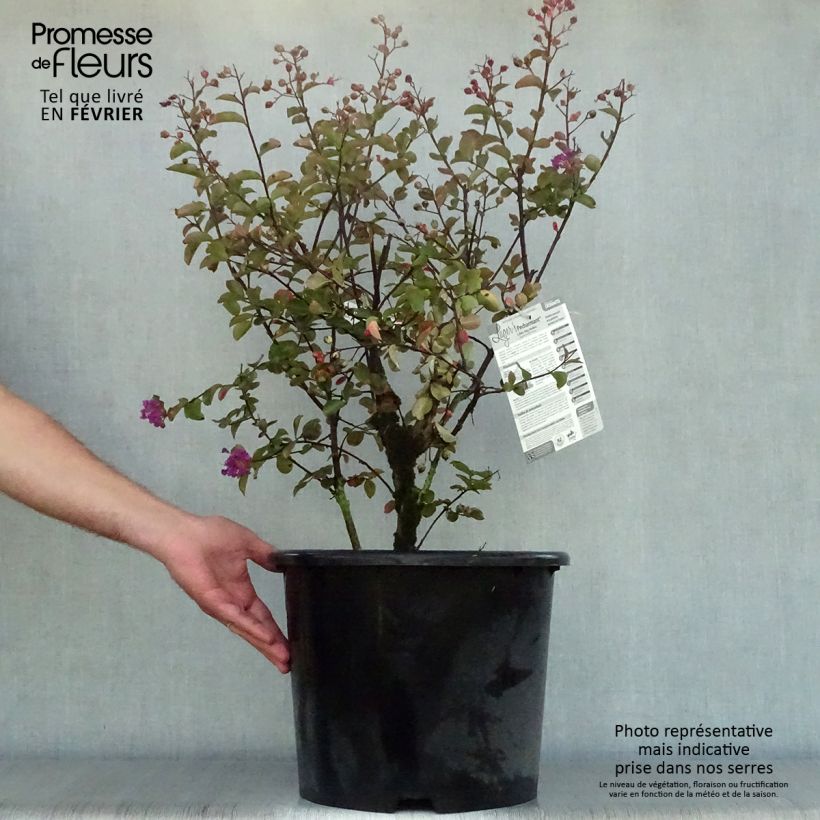 Lagerstroemia indica Pecharmant - Crape Myrtle 7.5L/10L pot sample as delivered in autumn