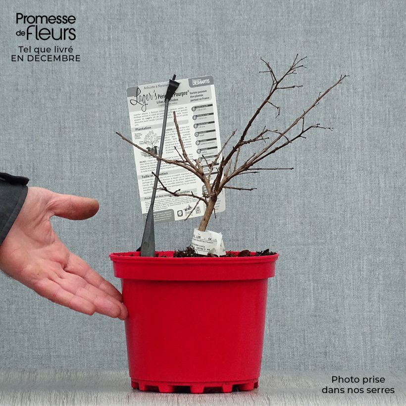 Lagerstroemia indica Périgord Pourpre - Crape Myrtle 3L/4L pot sample as delivered in winter