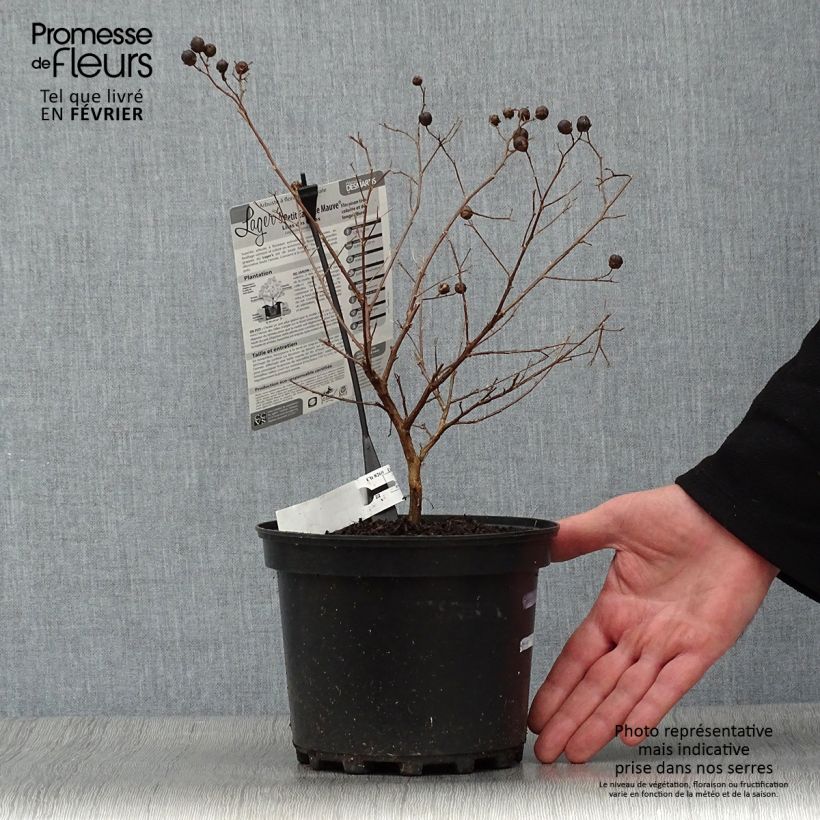 Lagerstroemia indica Petite Canaille mauve - Crape Myrtle 3L/4L pot sample as delivered in winter