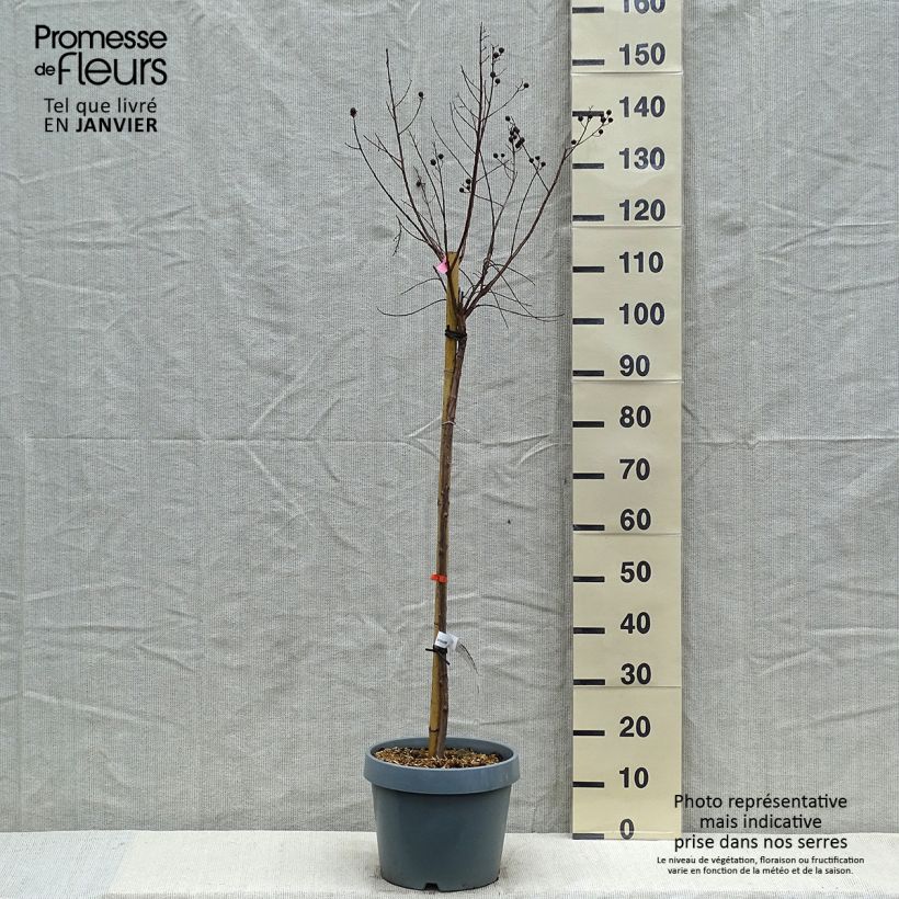 Lagerstroemia indica Pink Velours - Crape Myrtle 7.5L/10L pot sample as delivered in winter
