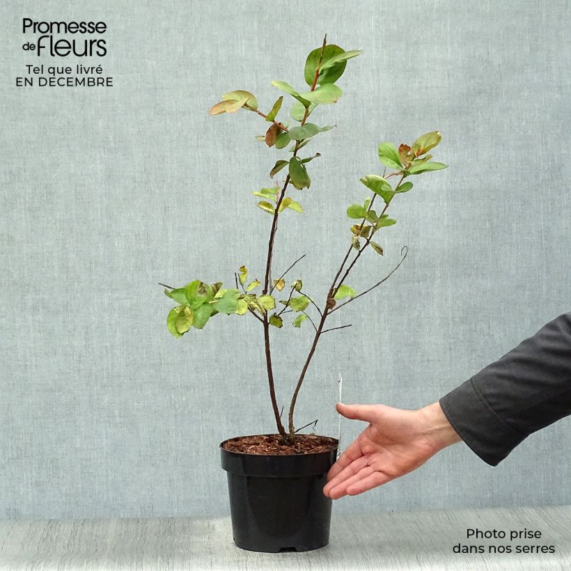 Lagerstroemia indica Pink Velours - Crape Myrtle 3L/4L pot sample as delivered in winter