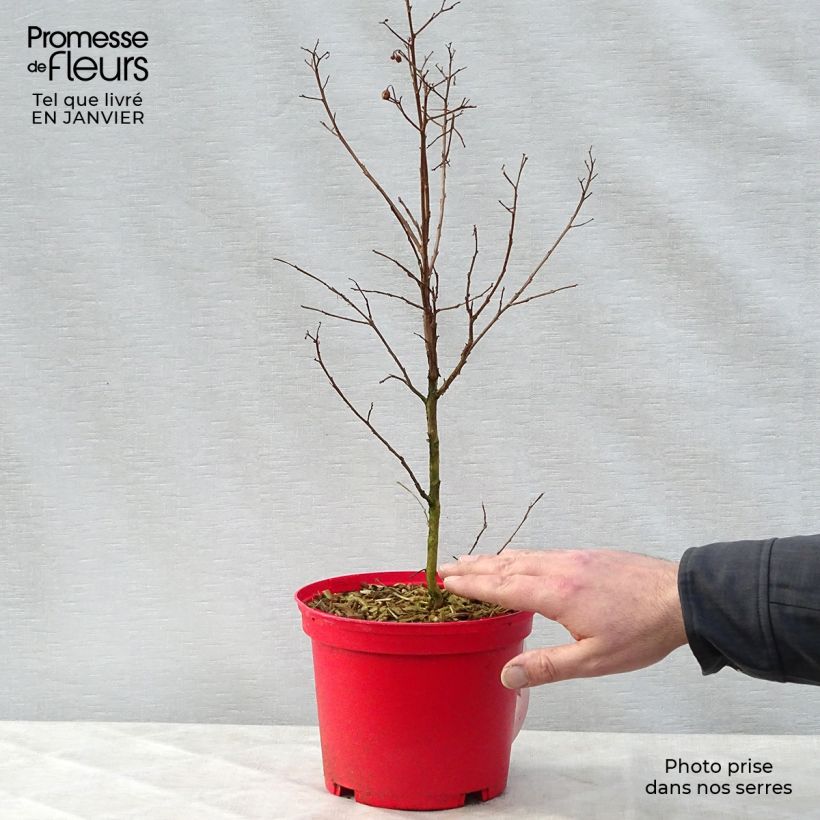 Lagerstroemia indica Red imperator - Crape Myrtle 3L/4L pot sample as delivered in winter