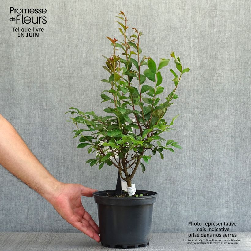 Lagerstroemia indica Red imperator - Crape Myrtle 3L/4L pot, Bush sample as delivered in summer