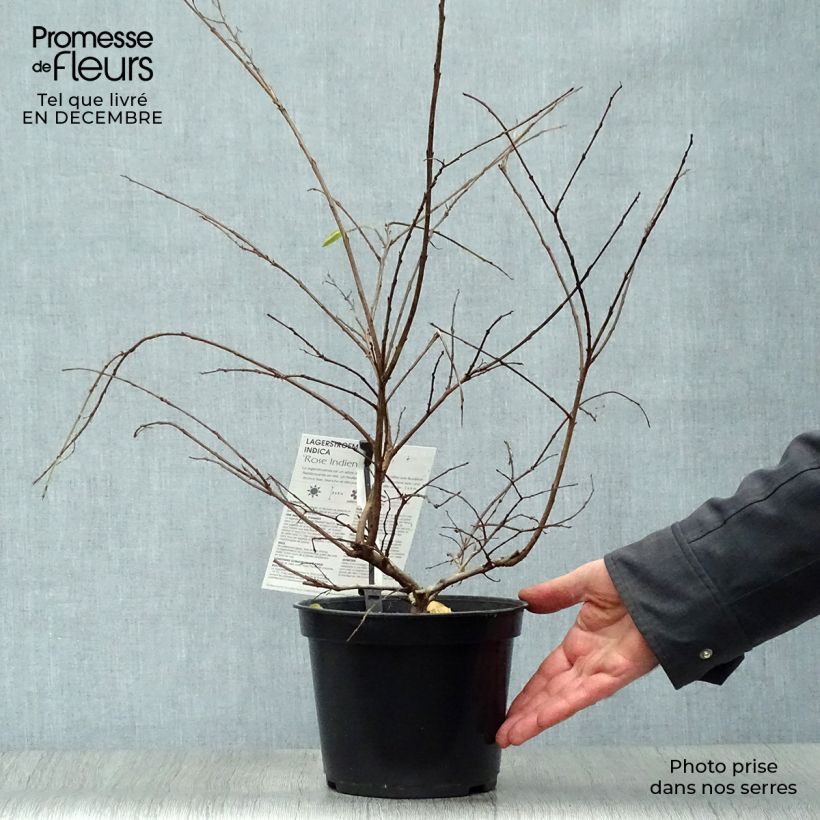 Lagerstroemia indica Indian Rose - Crape Myrtle 3L/4L pot sample as delivered in winter