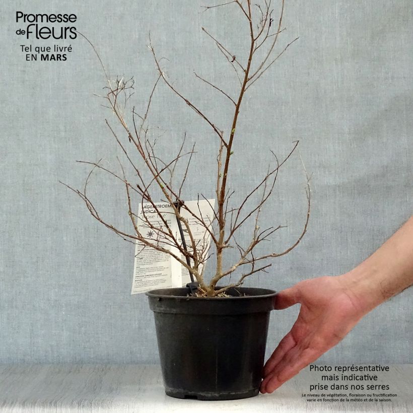 Lagerstroemia indica Tea Rose - Crape Myrtle 3L/4L pot sample as delivered in spring