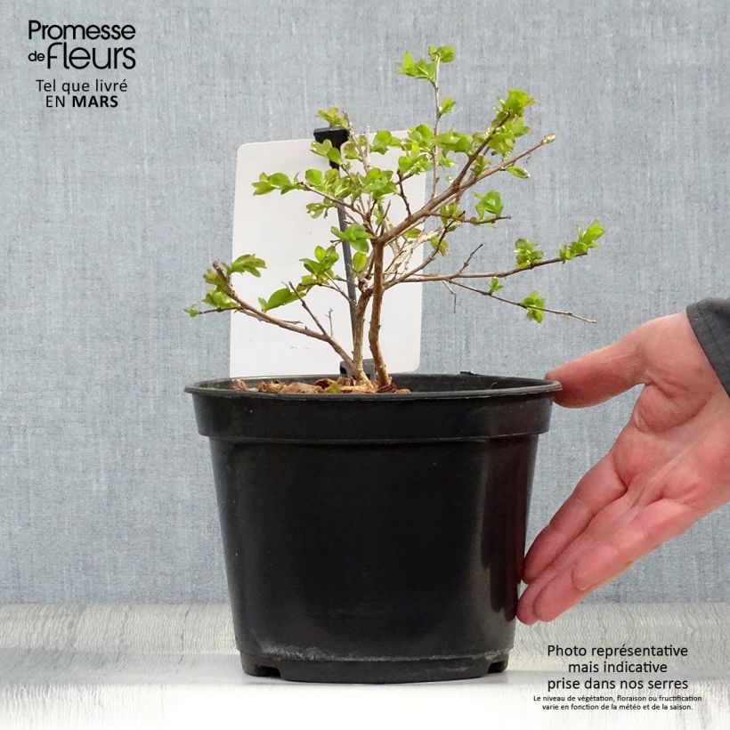 Lagerstroemia indica Dwarf Red - Crape Myrtle 2L/3L pot sample as delivered in spring