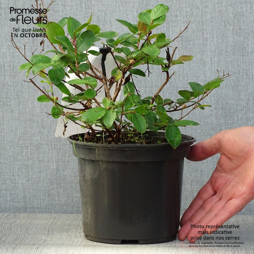 Lagerstroemia indica Dwarf Red - Crape Myrtle 2L/3L pot sample as delivered in autumn