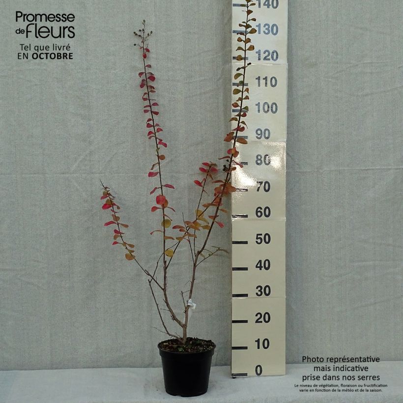 Lagerstroemia indica Rubra - Crape Myrtle 2L/3L pot sample as delivered in autumn