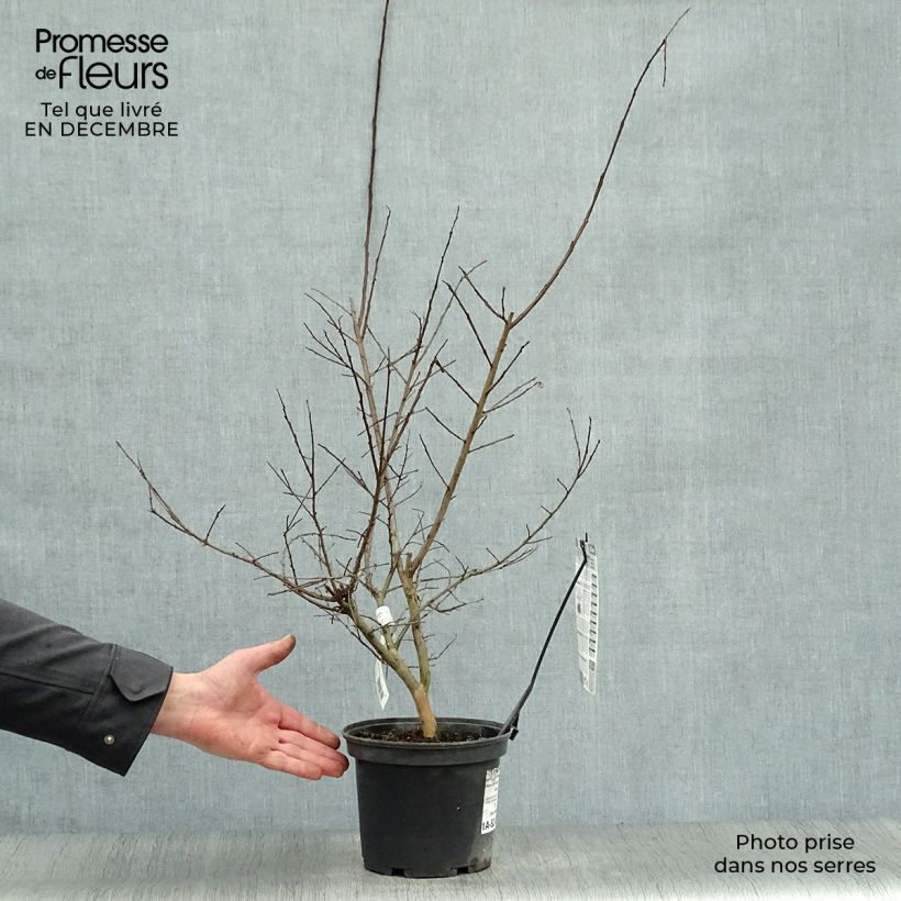 Lagerstroemia indica Souvenir dAndré Desmartis - Crape Myrtle 3L/4L pot sample as delivered in winter