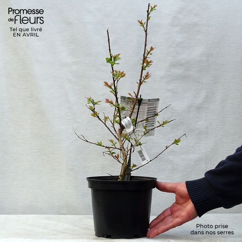 Lagerstroemia indica Souvenir dAndré Desmartis - Crape Myrtle 3L/4L pot sample as delivered in spring