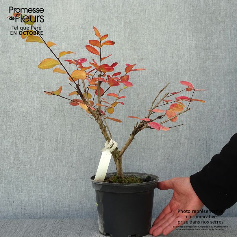 Lagerstroemia indica Souvenir dAndré Desmartis - Crape Myrtle 3L/4L pot sample as delivered in autumn