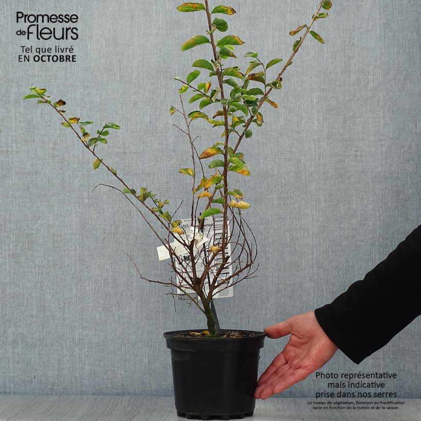 Lagerstroemia indica Souvenir d'Hubert Puard 3L/4L pot sample as delivered in autumn