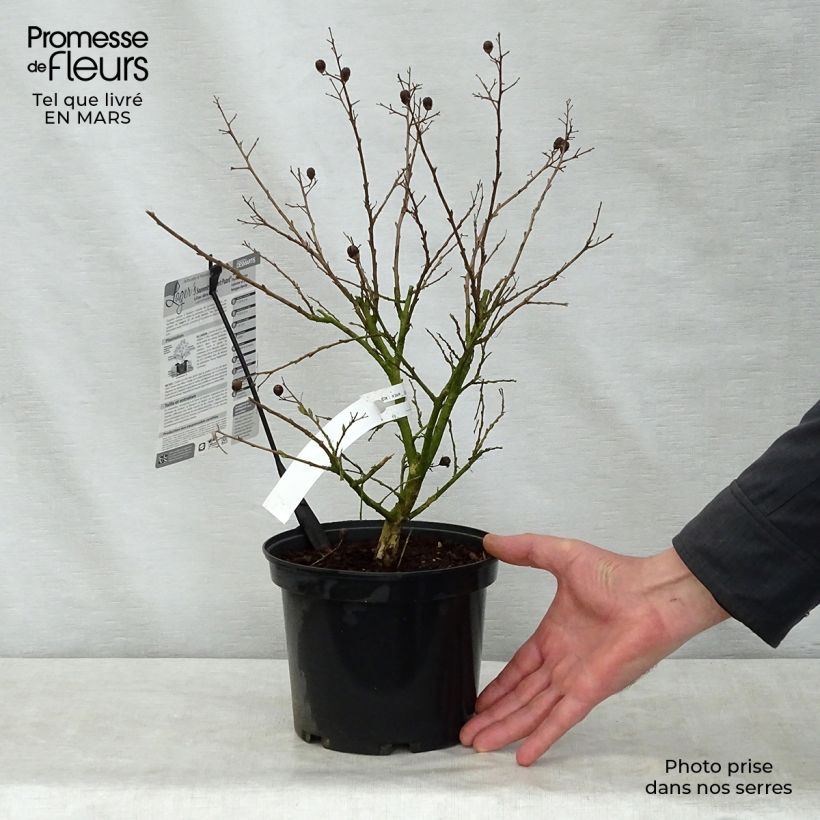 Lagerstroemia indica Souvenir d'Hubert Puard 3L/4L pot sample as delivered in spring