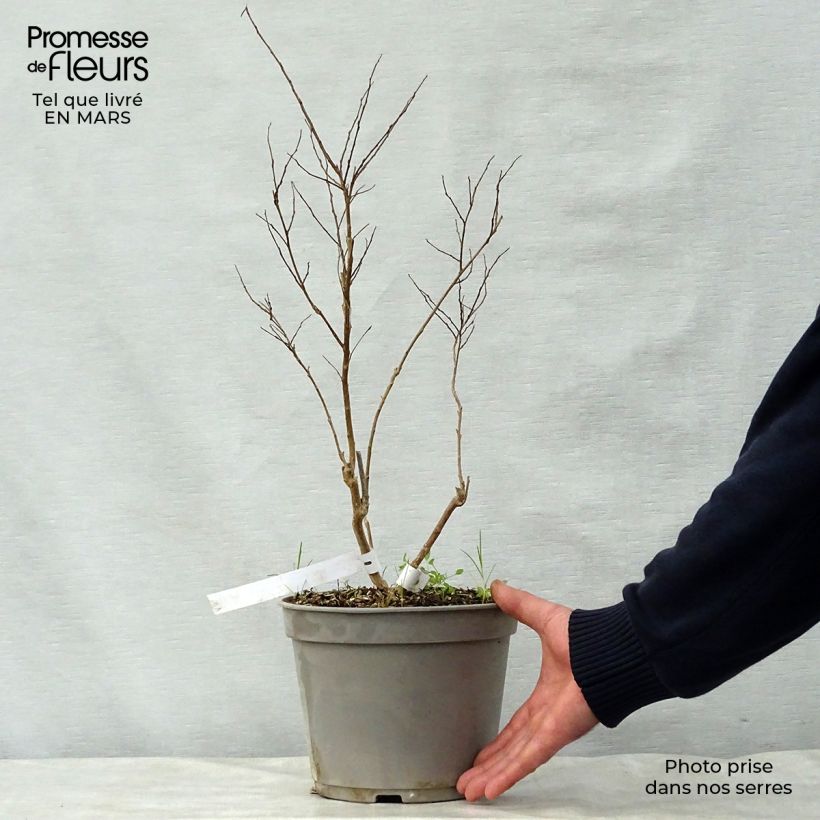 Lagerstroemia indica Summer Beauty Ozark Spring - Crape Myrtle 3L/4L pot sample as delivered in spring