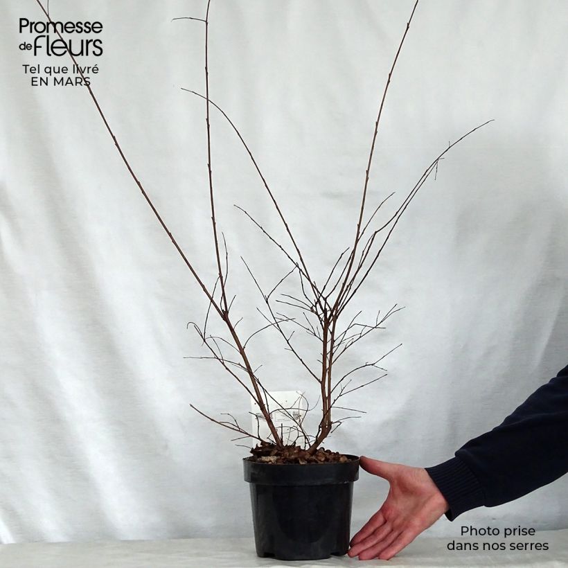 Lagerstroemia Summer Charm Tonto - Crape Myrtle 3L/4L pot sample as delivered in spring