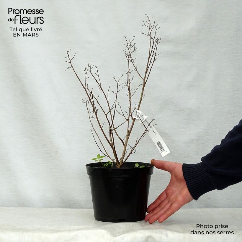 Lagerstroemia indica Terrace Rose - Crape Myrtle 3L/4L pot sample as delivered in spring