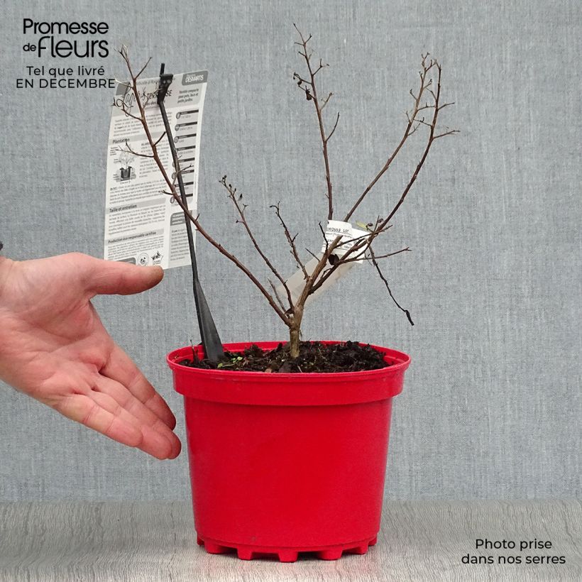Lagerstroemia indica Terrasse Rouge - Crape Myrtle 3L/4L pot sample as delivered in winter