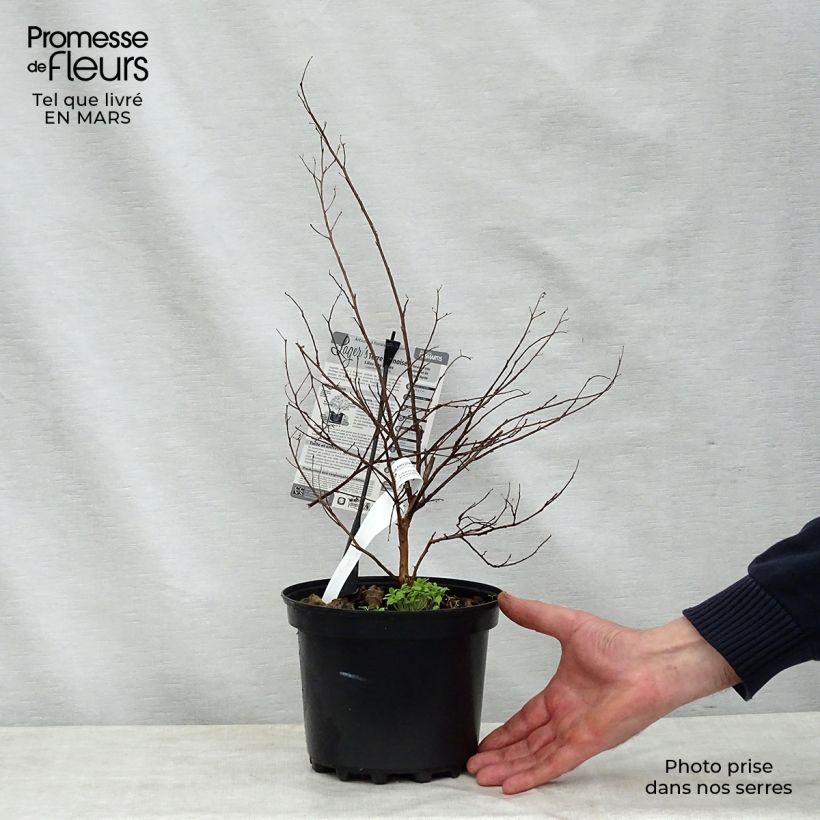 Lagerstroemia indica Terre Chinoise - Crape Myrtle 3L/4L pot sample as delivered in spring