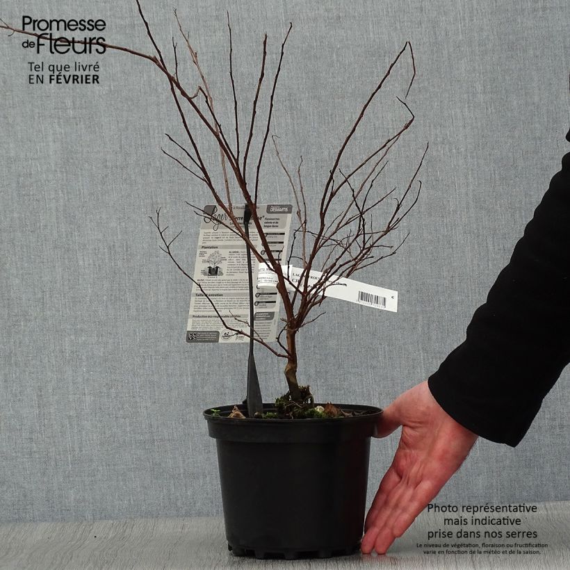 Lagerstroemia indica Terre Chinoise - Crape Myrtle 3L/4L pot sample as delivered in winter