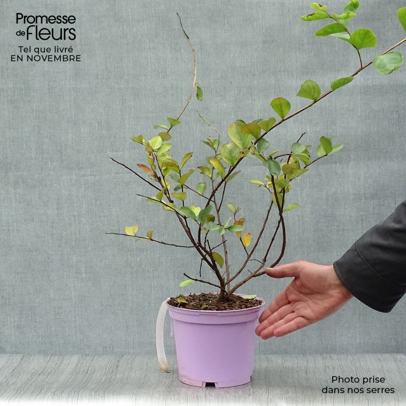 Lagerstroemia indica Violacea - Crape Myrtle 2L/3L pot sample as delivered in autumn