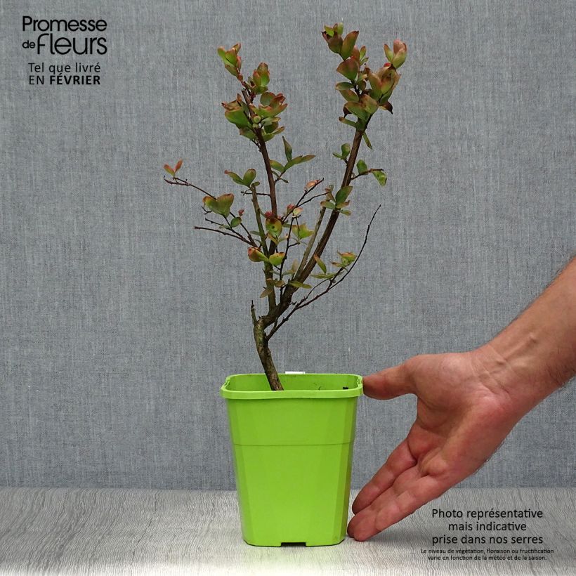 Lagerstroemia indica With Love Eternal - Crape Myrtle 3L/4L pot sample as delivered in autumn