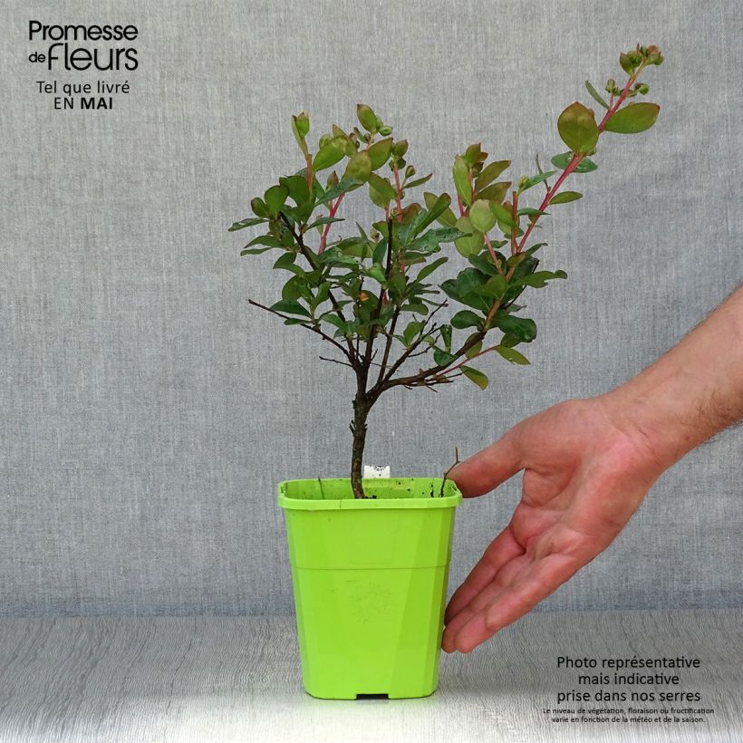 Lagerstroemia indica With Love Eternal - Crape Myrtle 3L/4L pot sample as delivered in spring