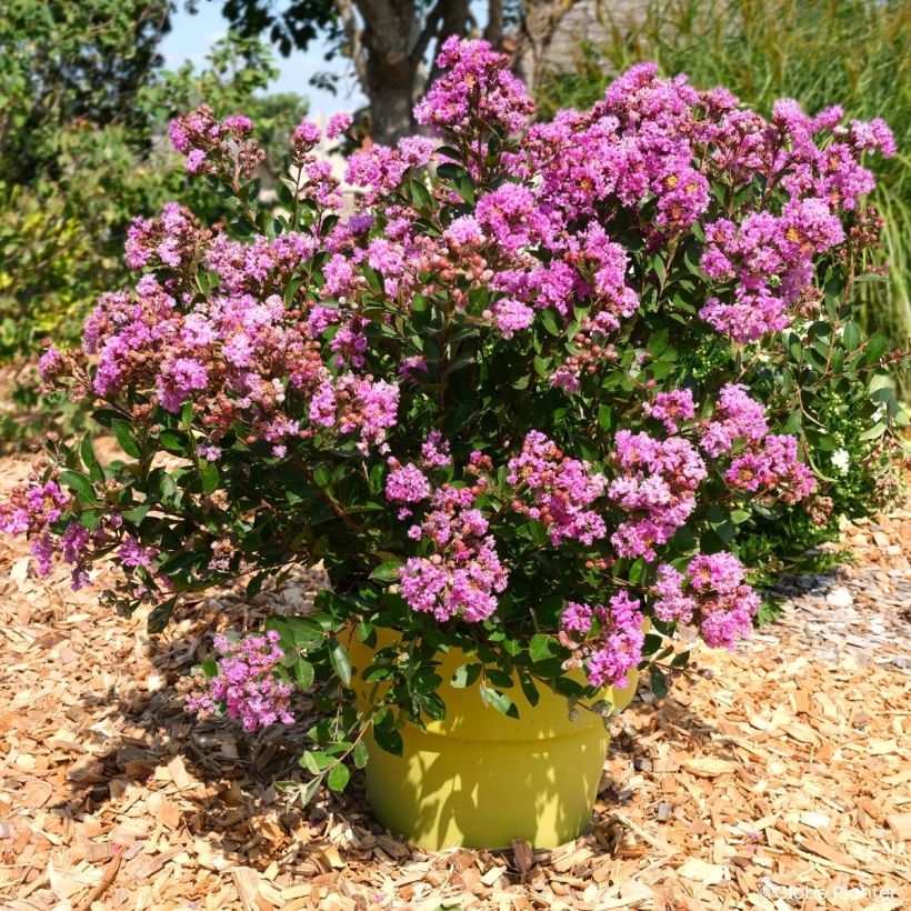 Lagerstroemia indica Gourmet Violetta - Crape myrtle (Plant habit)
