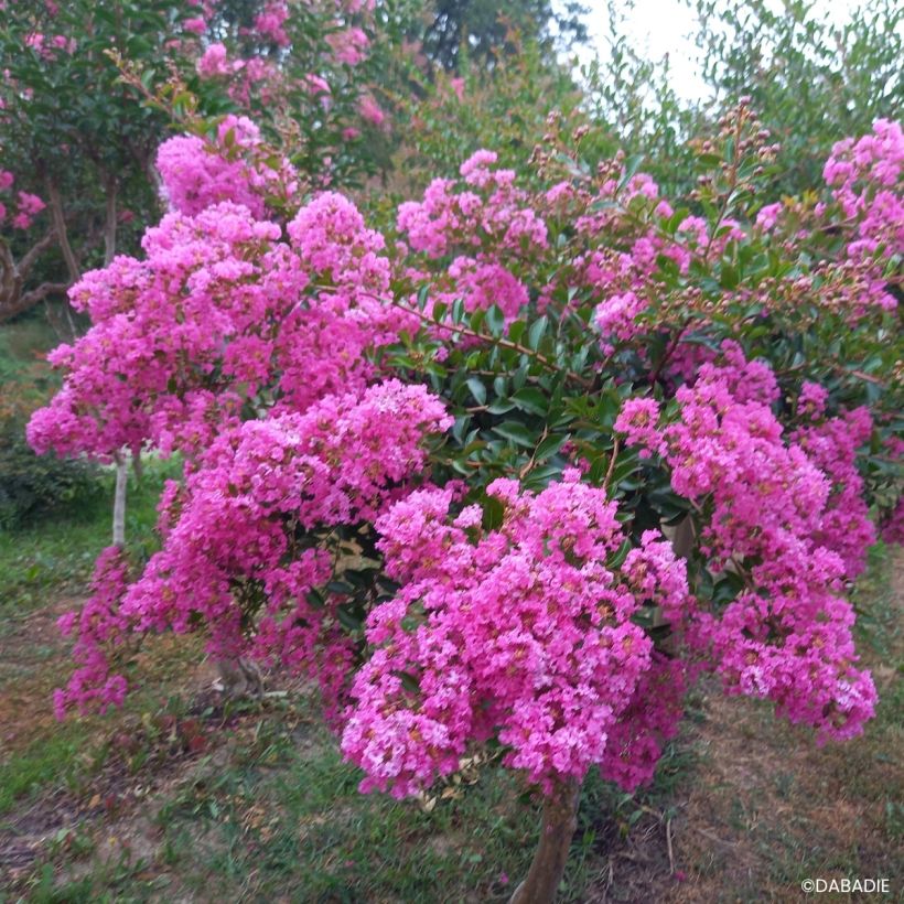 Lagerstroemia indica Mimie Rose - Crape myrtle (Plant habit)