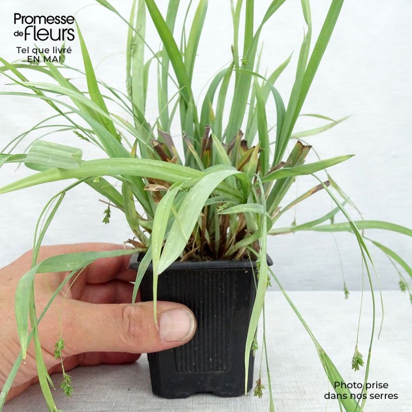Carex laxiculmis Bunny Blue 8/9 cm pot sample as delivered in spring