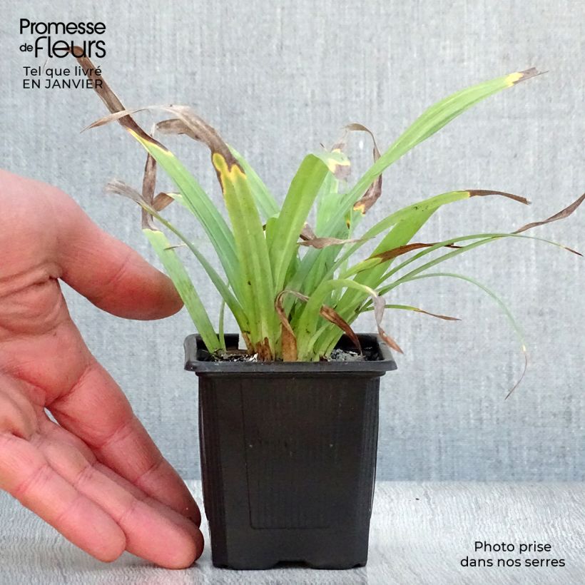 Carex laxiculmis Bunny Blue 8/9 cm pot sample as delivered in winter