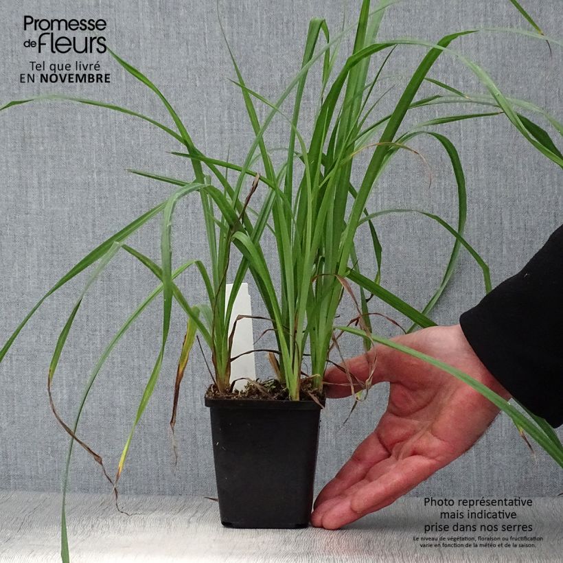 Carex riparia 8/9 cm pot sample as delivered in autumn