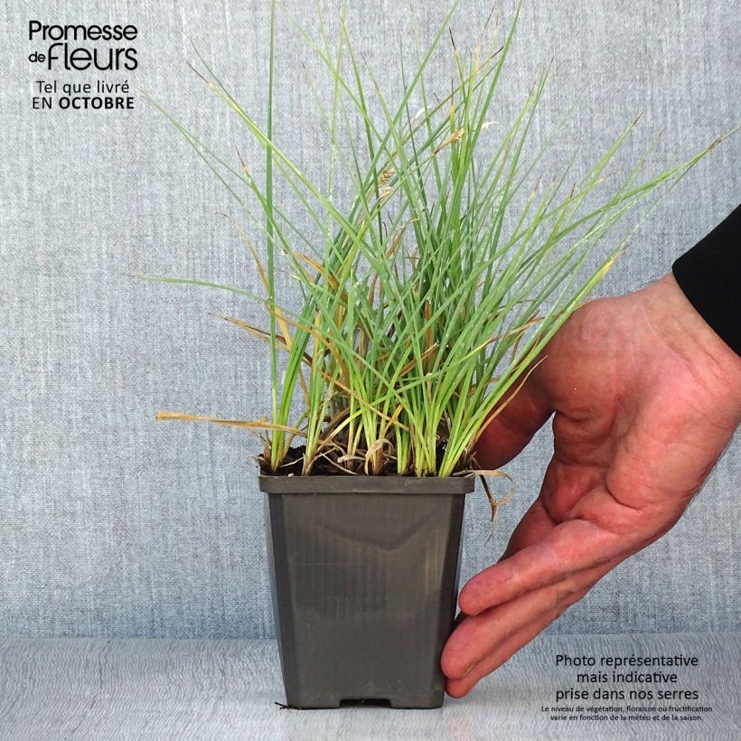Carex panicea 8/9 cm pot sample as delivered in autumn
