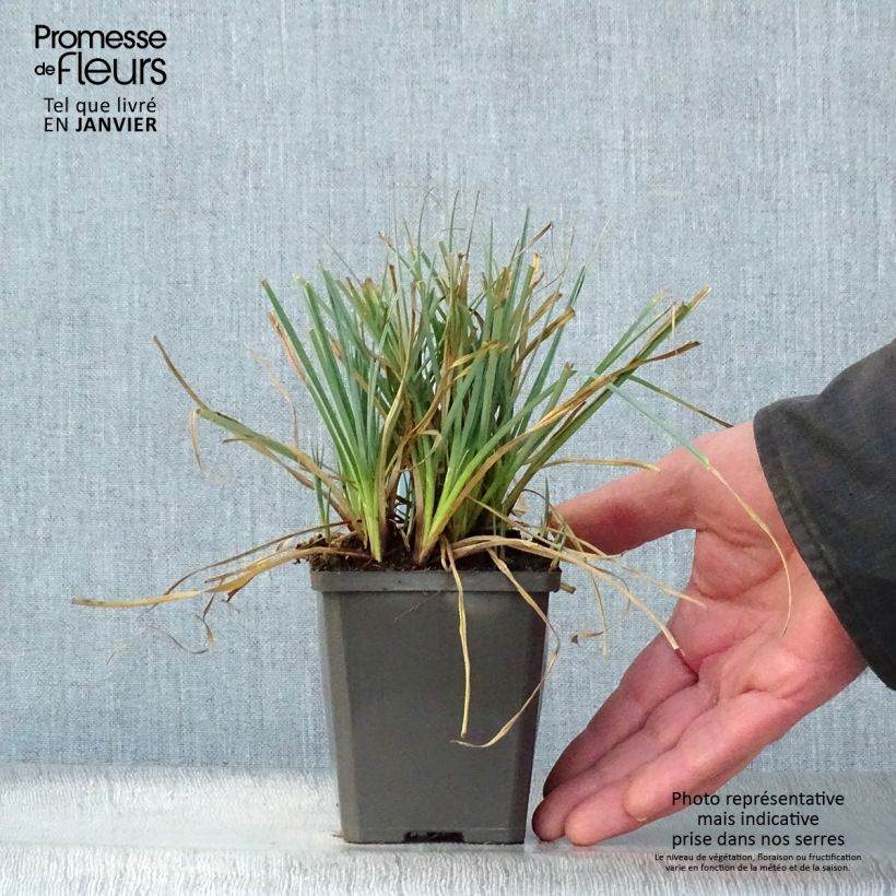 Carex panicea 8/9 cm pot sample as delivered in winter