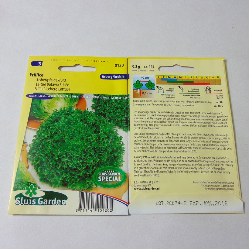 Example of Curly Batavia Lettuce Frillice - Lactuca sativa per pack of 125 seeds specimen as delivered