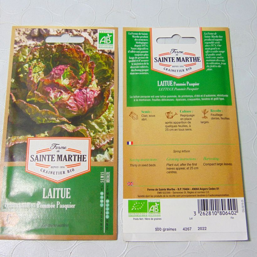 Example of Batavian Lettuce Pasquier - Ferme de Sainte Marthe seeds per pack of 600 seeds specimen as delivered