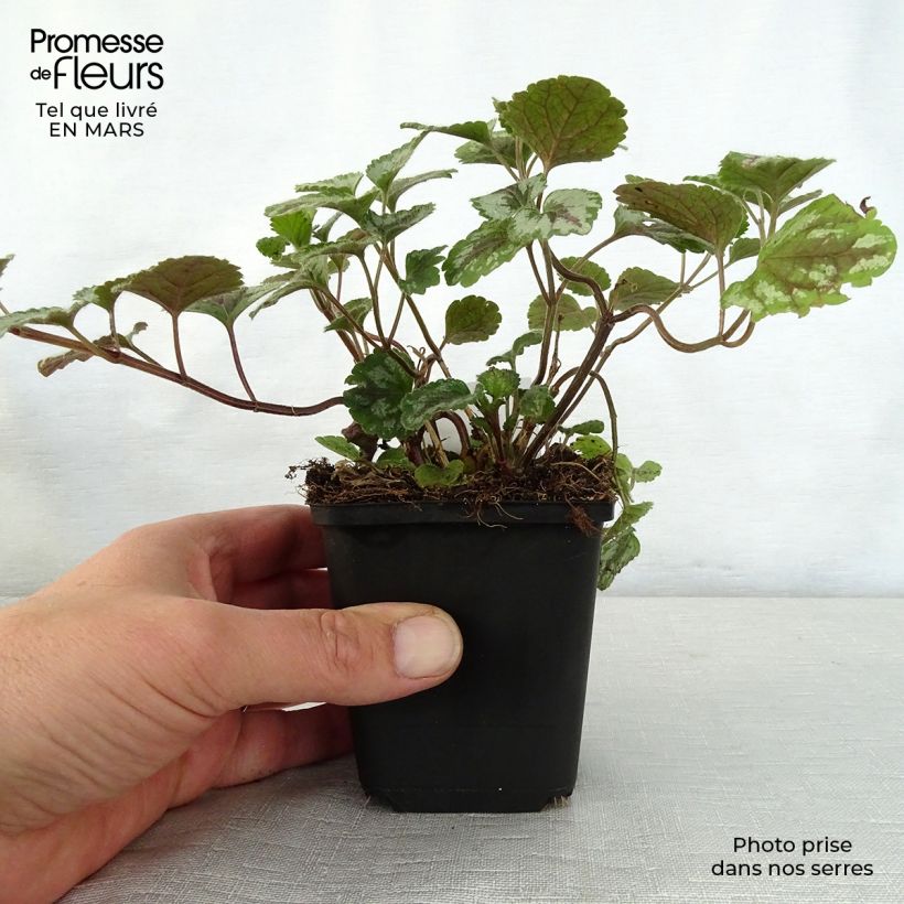 Lamium galeobdolon Florentinum - Yellow Deadnettle 8/9 cm pot sample as delivered in spring