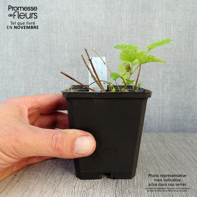 Lamium galeobdolon Florentinum - Yellow Deadnettle 8/9 cm pot sample as delivered in autumn