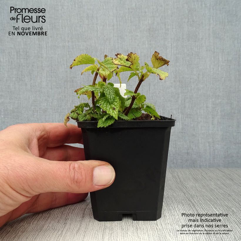 Lamium galeobdolon Hermanns Pride - Yellow Deadnettle 8/9 cm pot sample as delivered in autumn
