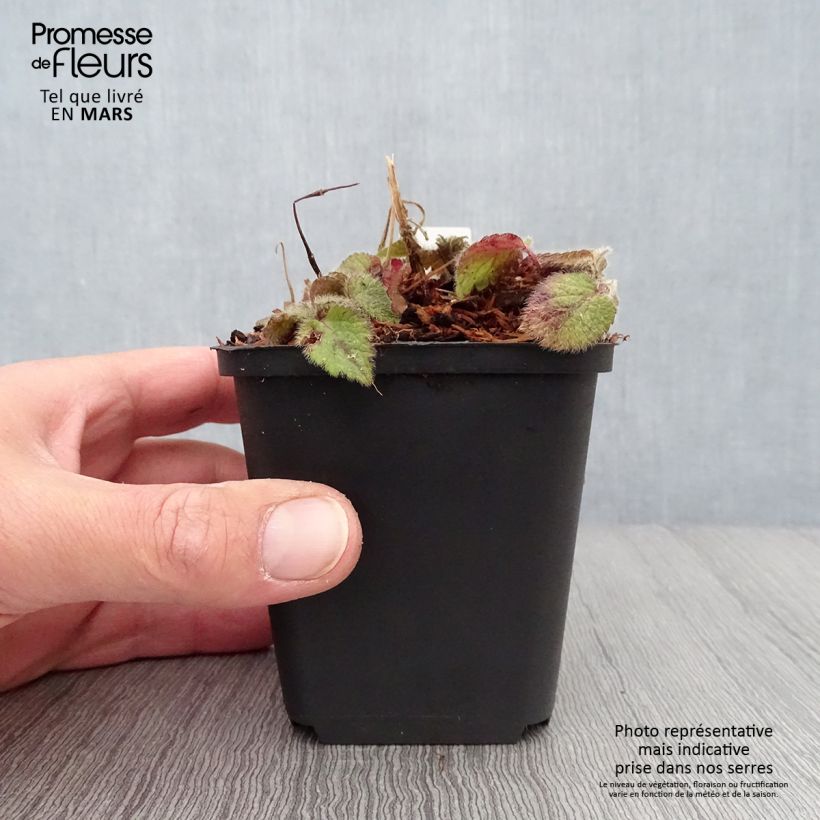 Lamium galeobdolon Kirkcudbright Dwarf - Yellow Deadnettle 8/9 cm pot sample as delivered in spring