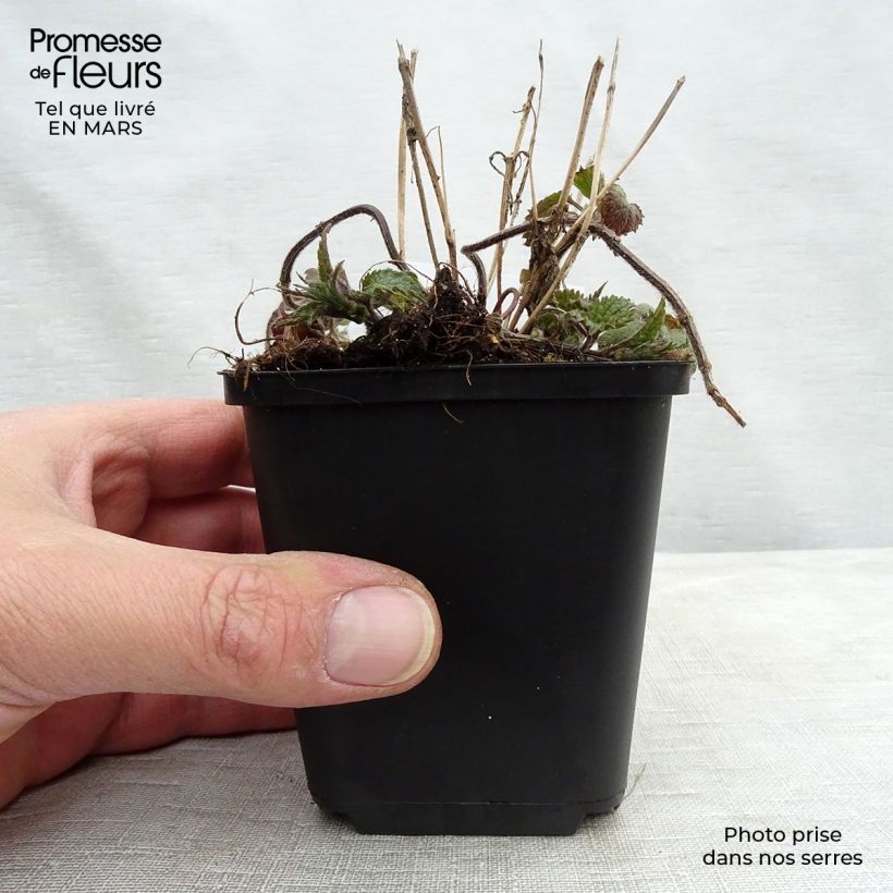 Lamium galeobdolon - Yellow Deadnettle 8/9 cm pot sample as delivered in spring