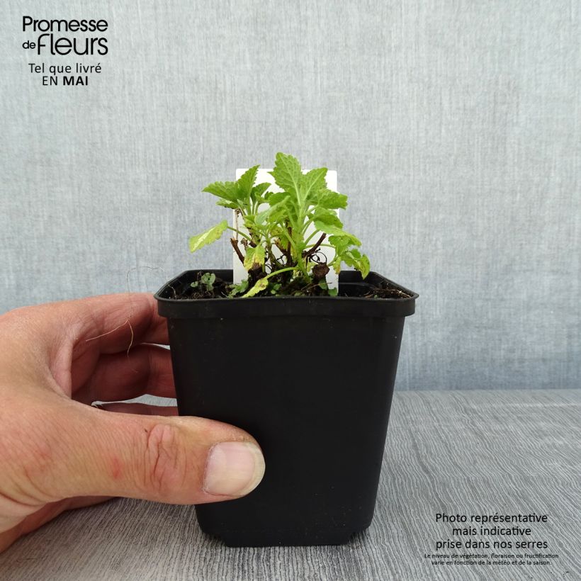 Lamium maculatum Album - Spotted Deadnettle 8/9 cm pot sample as delivered in spring