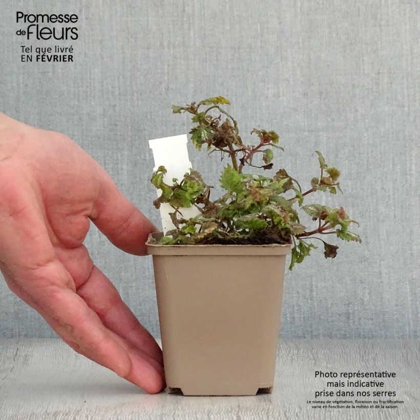 Lamium maculatum Anne Greenaway - Spotted Deadnettle 8/9 cm pot sample as delivered in winter