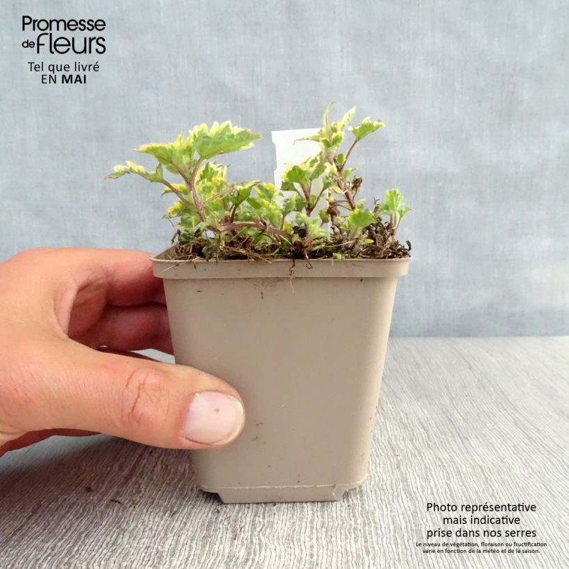 Lamium maculatum Anne Greenaway - Spotted Deadnettle 8/9 cm pot sample as delivered in spring