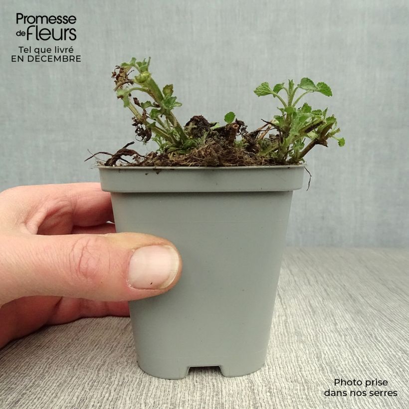 Lamium maculatum Beacon Silver - Spotted Deadnettle 8/9 cm pot sample as delivered in winter