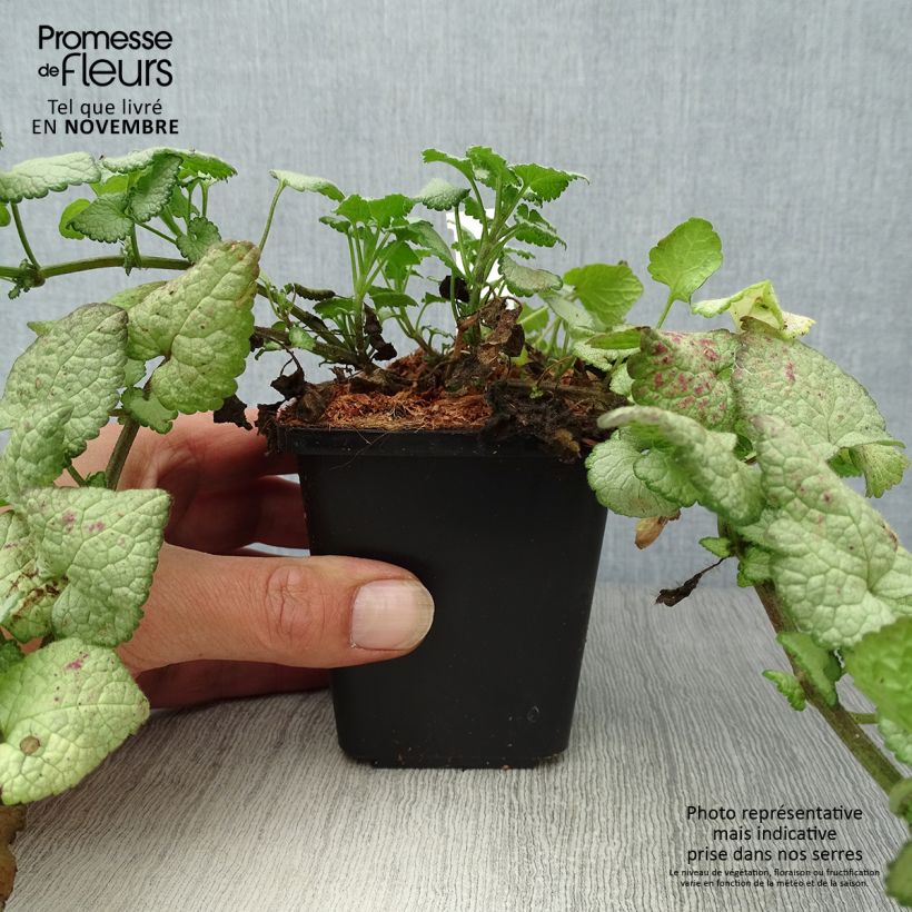 Lamium maculatum Beacon Silver - Spotted Deadnettle 8/9 cm pot sample as delivered in autumn