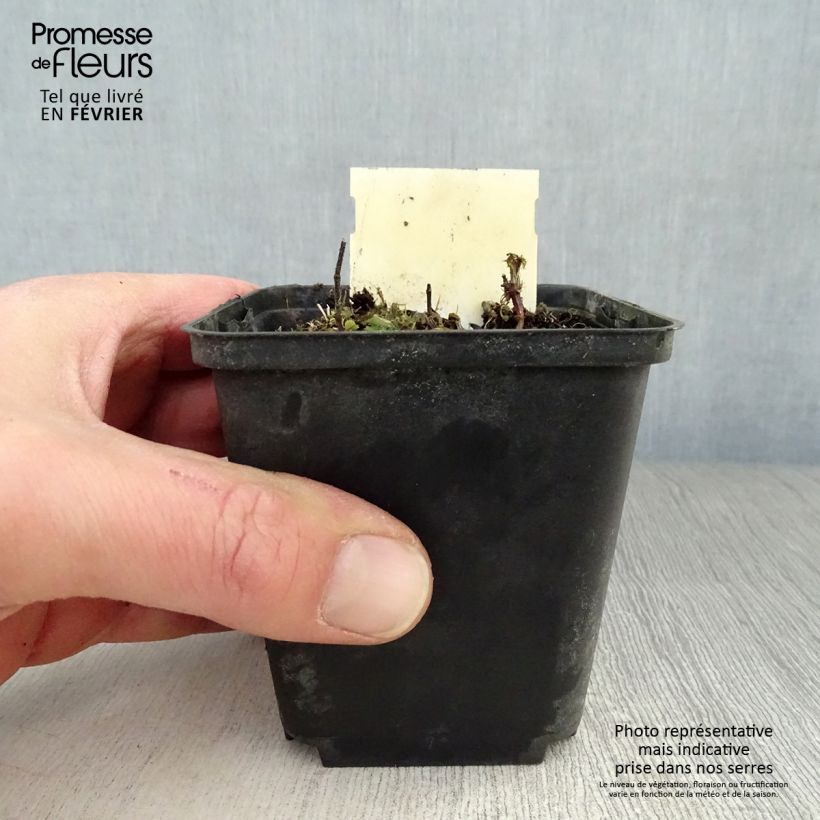 Lamium maculatum Chequers - Spotted Deadnettle 8/9 cm pot sample as delivered in winter